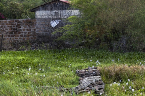 “Sunbathing on Our Roof”: Rising Lakes Turn Baringo Resort Into Crocodile Habitat