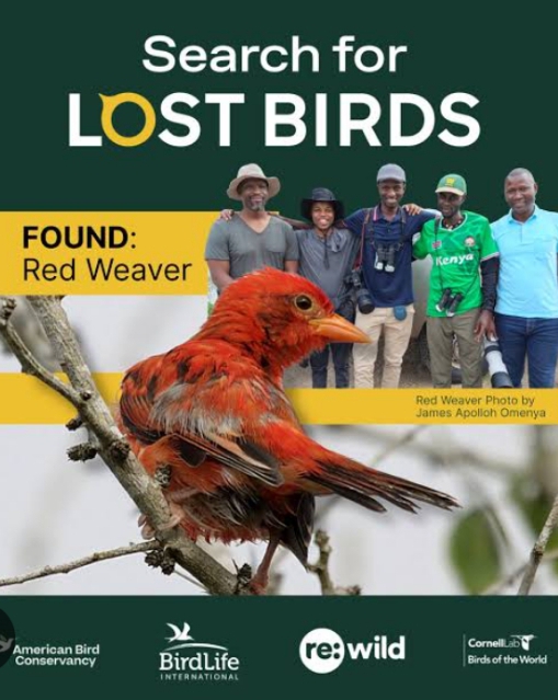 “Lost for 12 Years, Found in Lamu”: Red Weaver’s Return Sparks Hope for Boni-Dodori